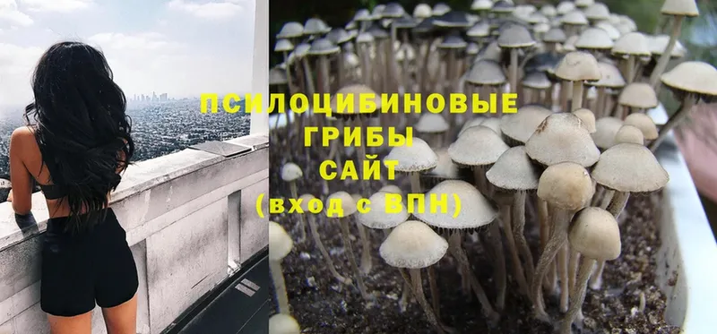 Псилоцибиновые грибы Psilocybine cubensis Новохопёрск